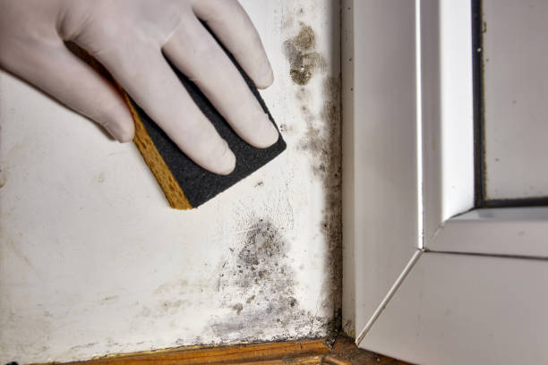Best Real Estate Mold Inspection  in Mansfield, AR